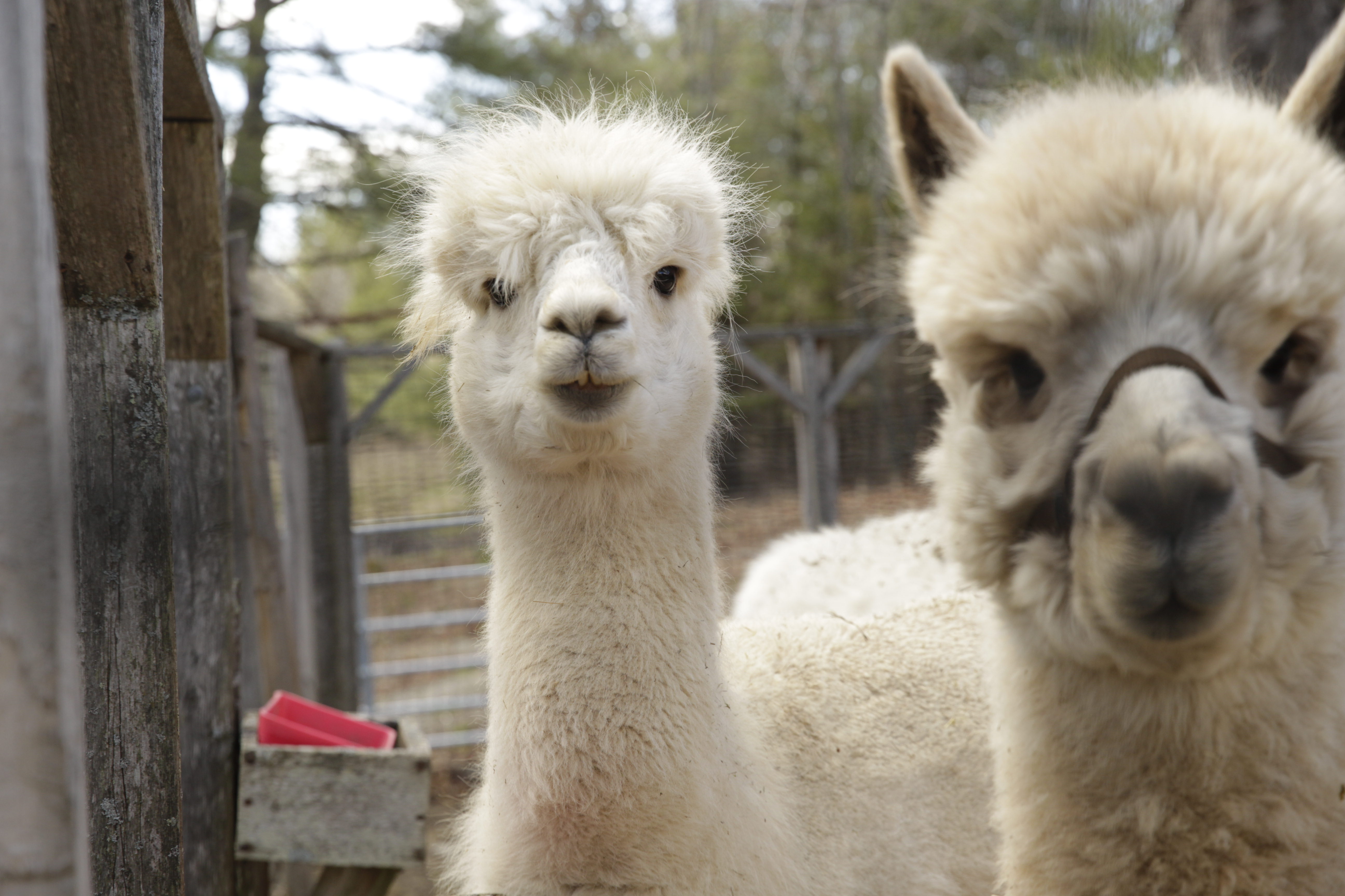 Manhattan V-Neck Alpaca Sweater - Peruvian Link Alpaca Collection